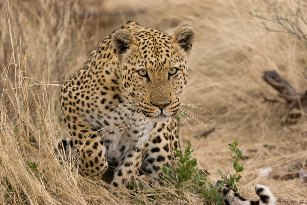 Leopard about to Pounce by gregw66 leopards fotografia