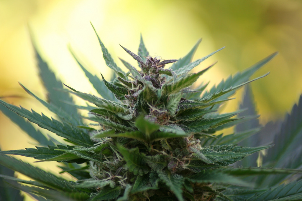 harvest time by van_mij marihuana fotografia