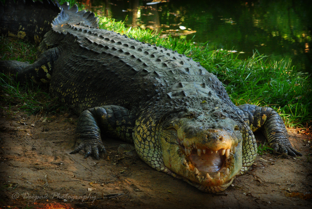 crocodiles fotografia