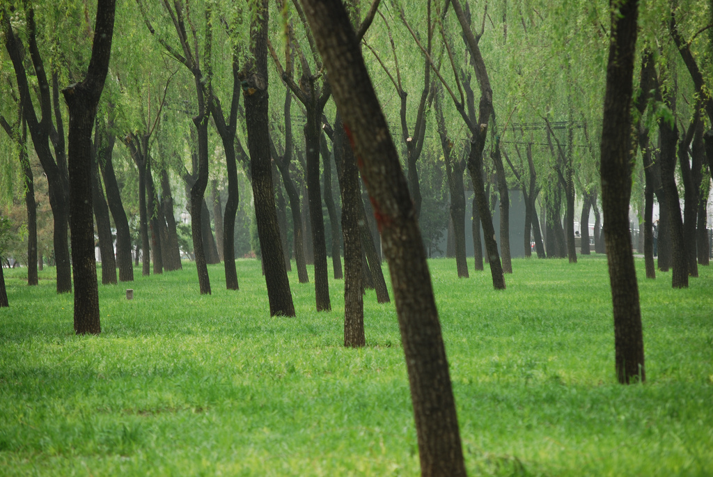 forest in china fotografia