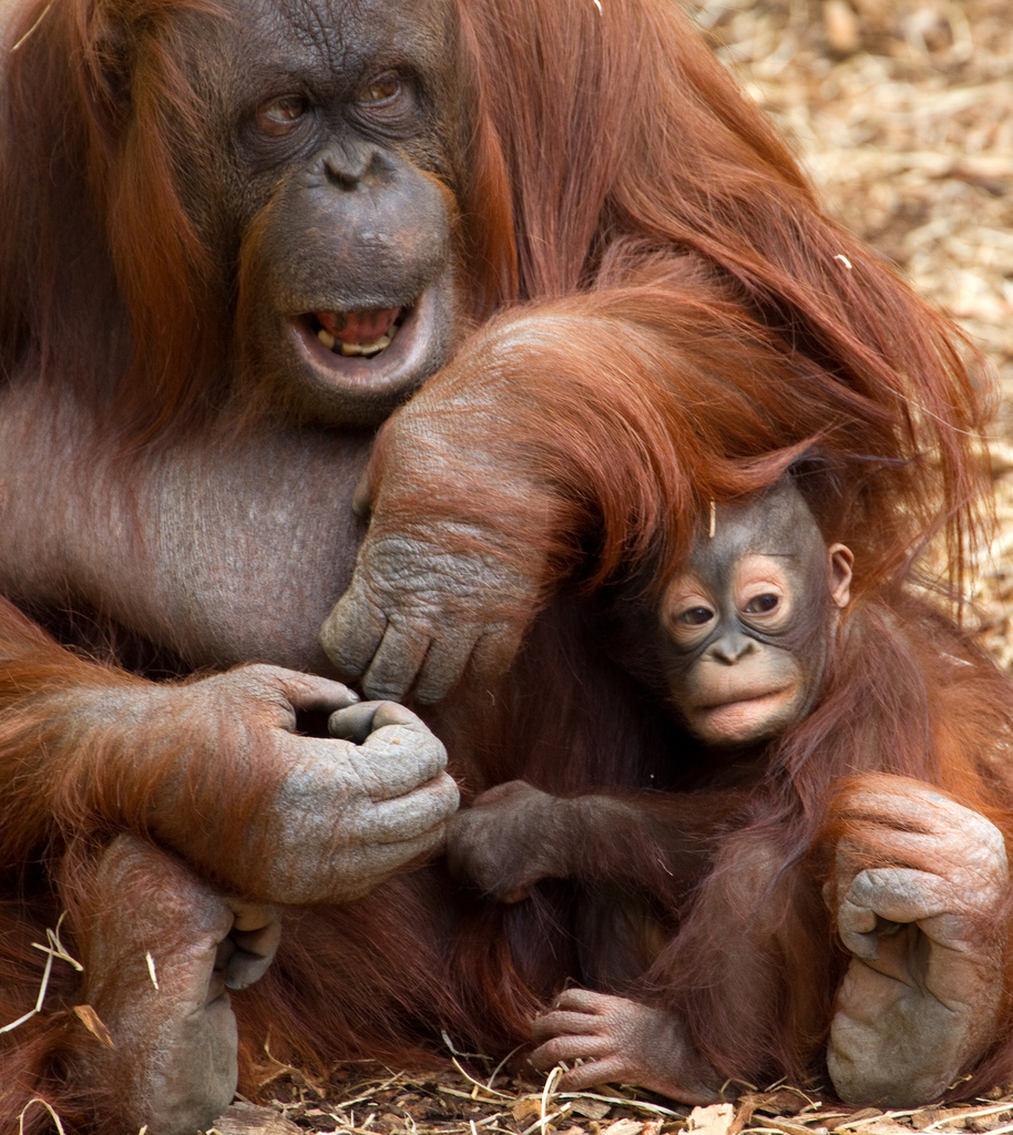 Baby Orangutan by ahisgett orangutan fotografia