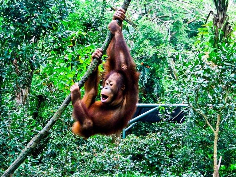 Počet orangutanov v Borneu sa neustále znižuje, príčinou je výrub lesov ale aj miestni obyvatelia