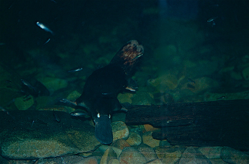 Duck-Billed Platypus fotografia
