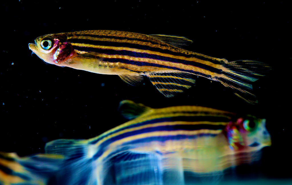 zebrafish fotografia