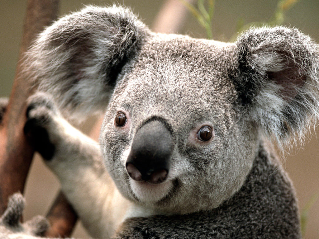 koala fotografia