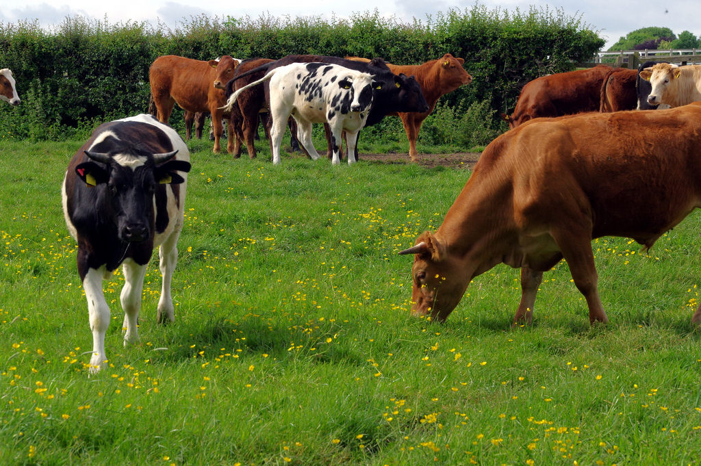 cattle fotografia