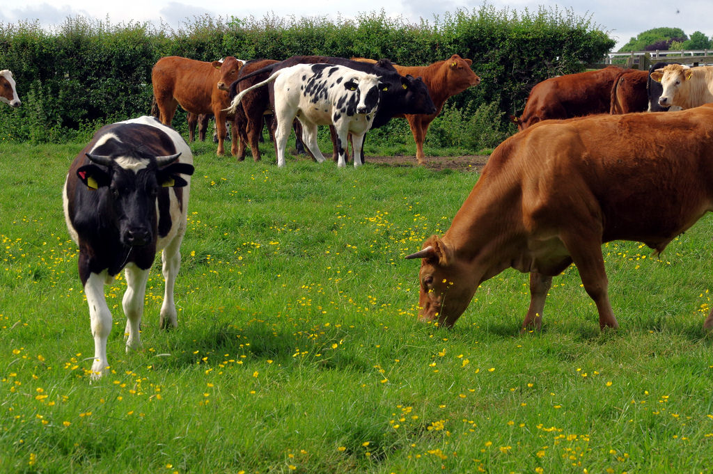 28.5.17 2 Cattle at Westwood Pasture Beverley 29 by donald judge cattle fotografia