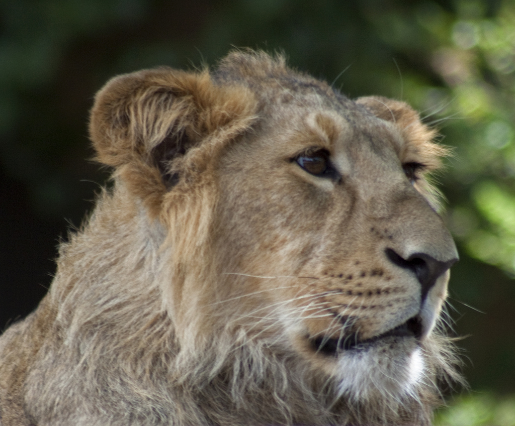 asian lion fotografia
