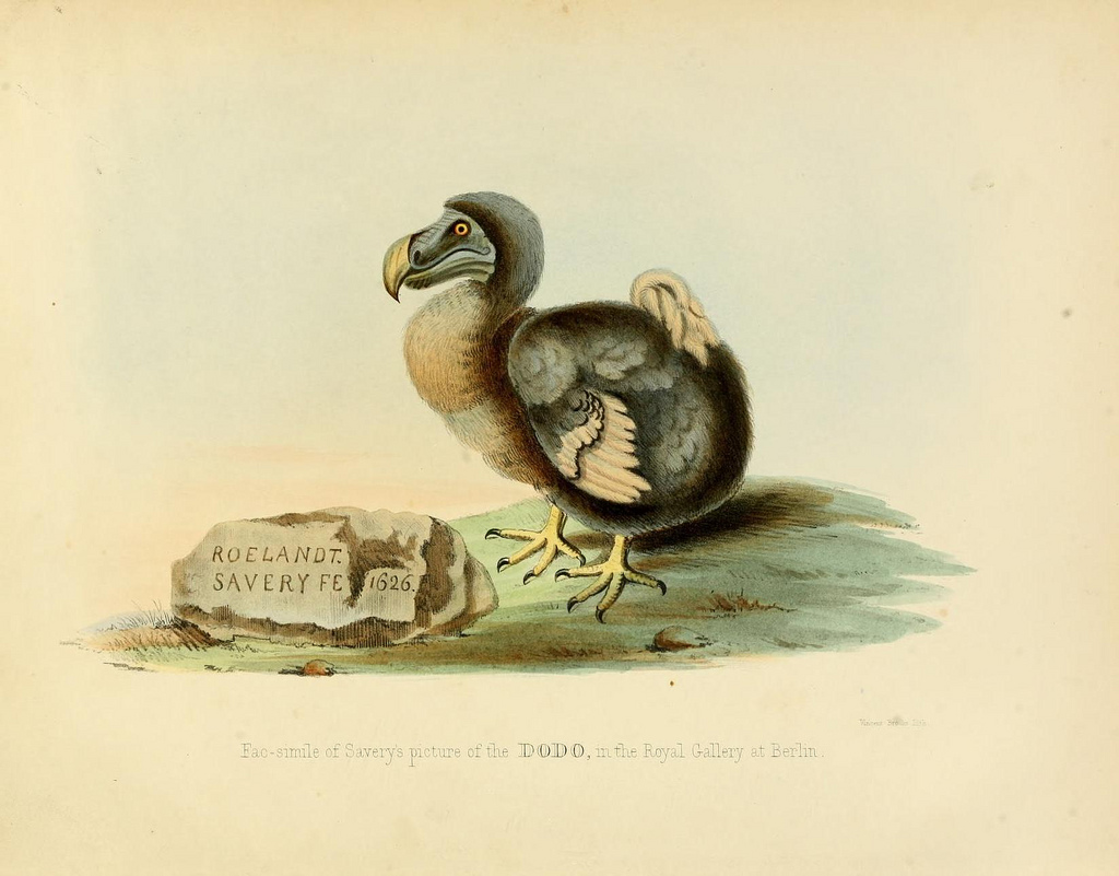 dodo bird fotografia