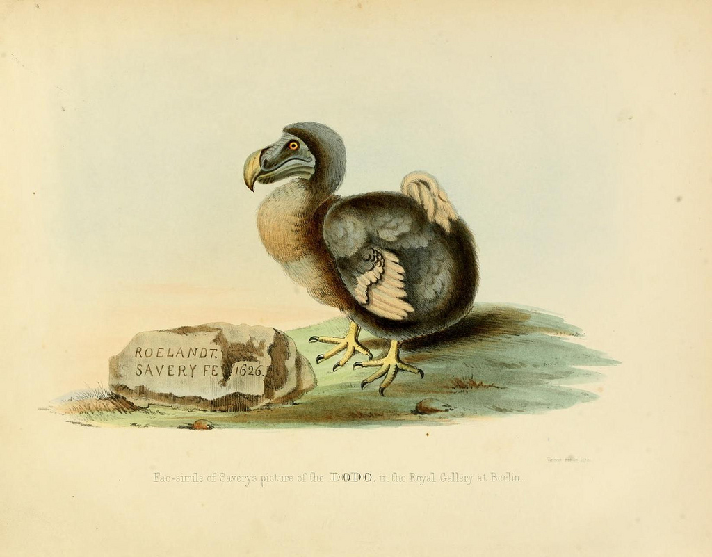 n11_w1150 by BioDivLibrary dodo bird fotografia