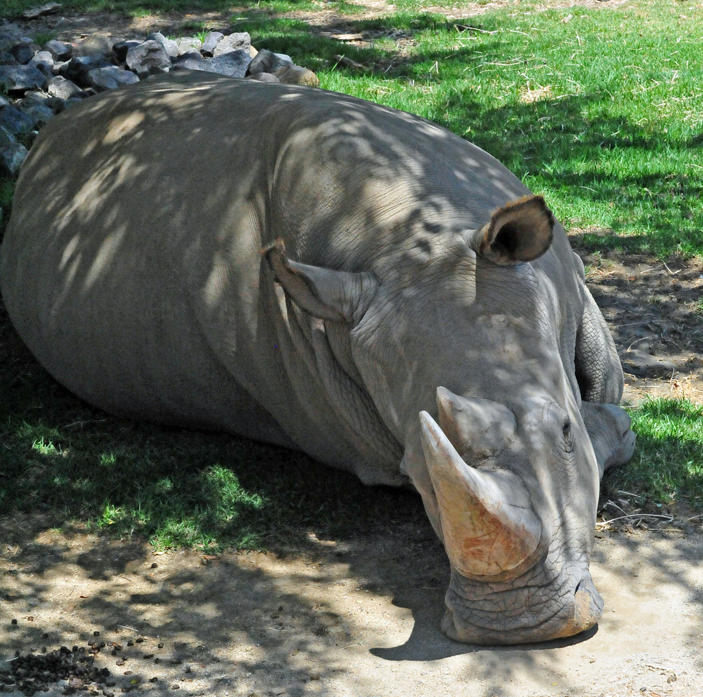 northern white rhino fotografia