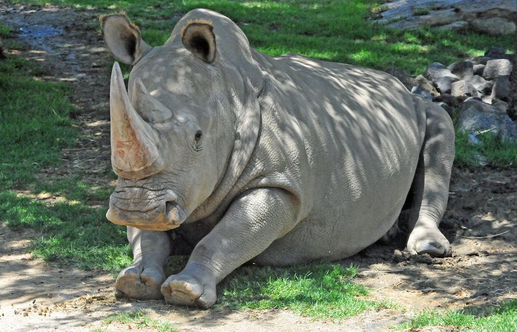 northern white rhino fotografia
