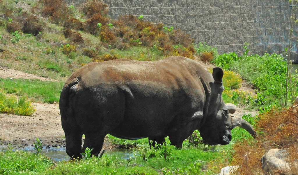 northern white rhino female fotografia