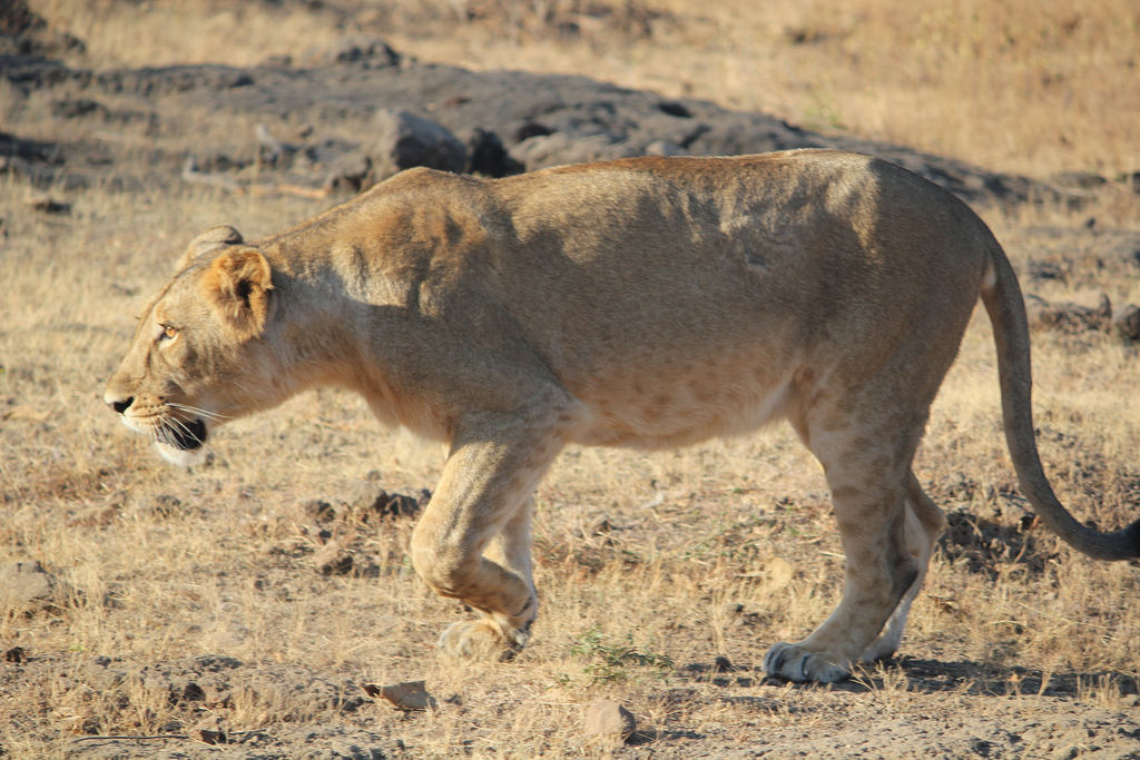 lion in gujarat fotografia