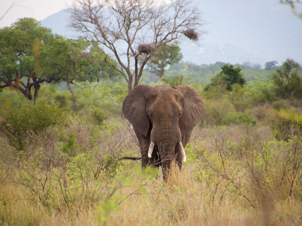 elephant fotografia