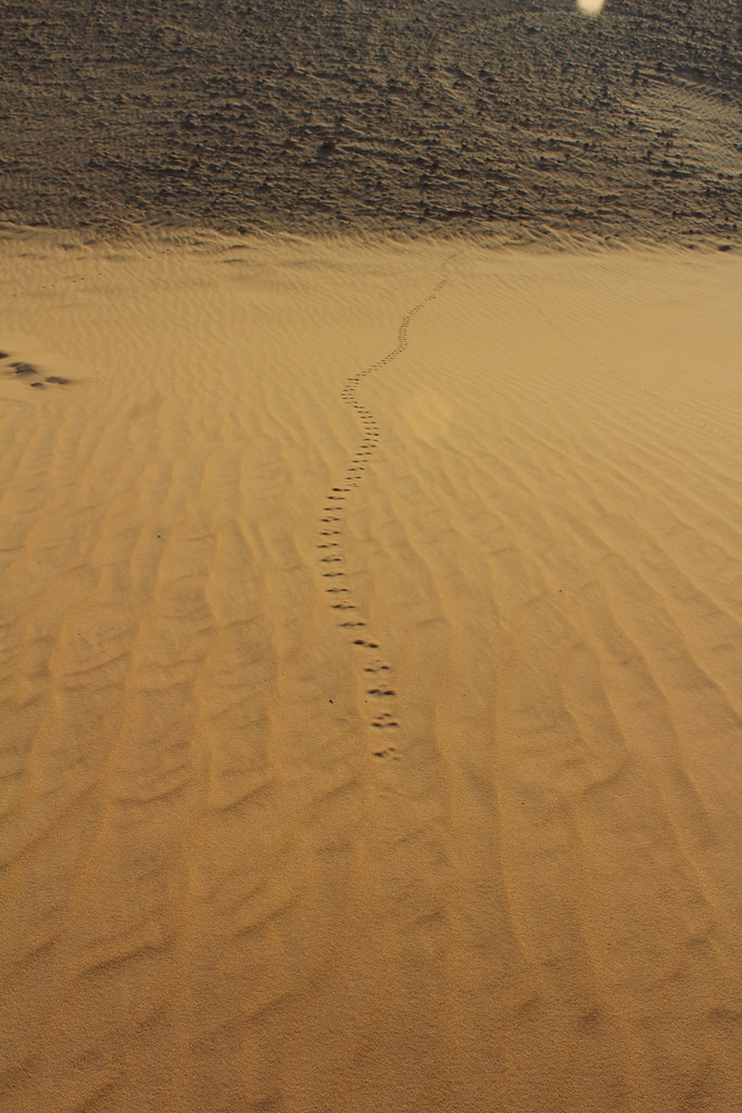 sahara fotografia