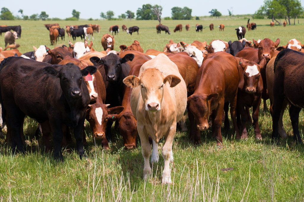 Cows! by Rockin'Rita cow fotografia