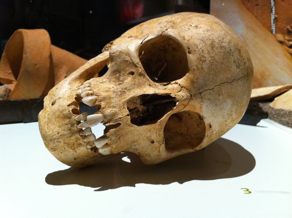 Skull by jofo2005 skull fotografia