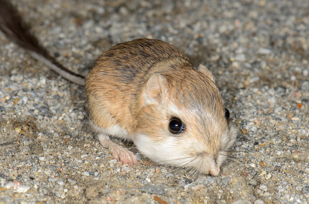 Merriam's kangaroo rat (Dipodomys merriami, F Heteromyidae) by M Hedin kangaroo rat fotografia