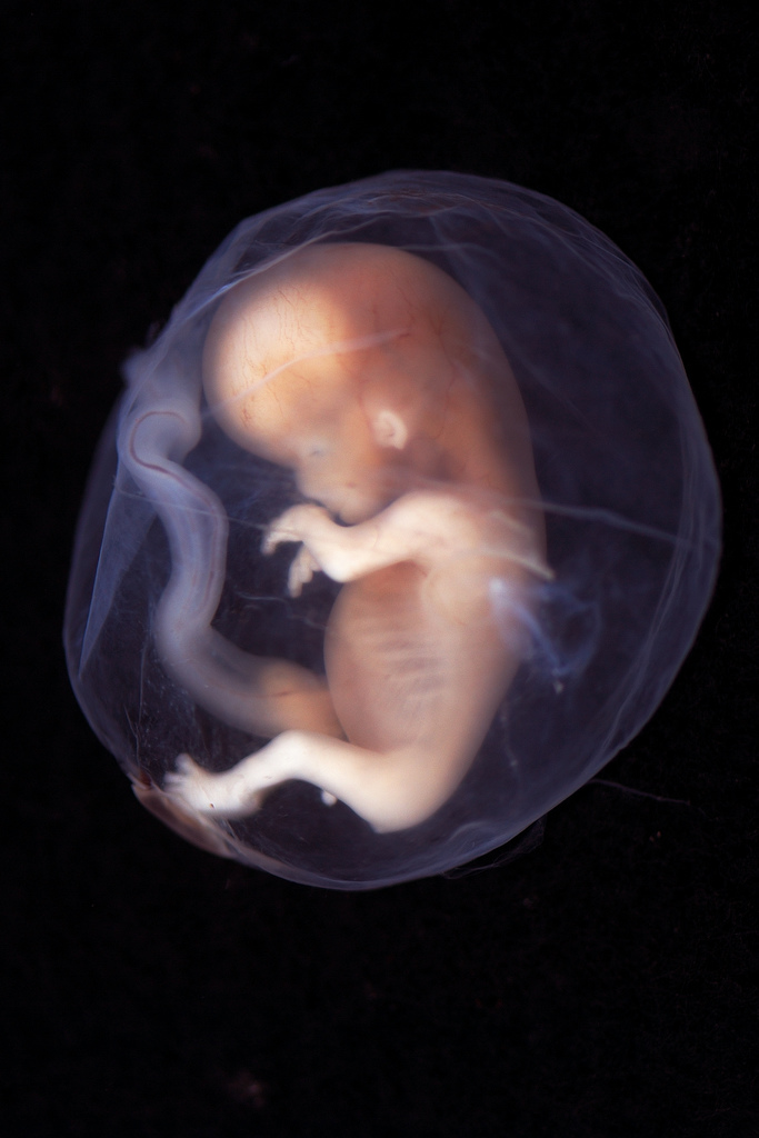 embryos fotografia
