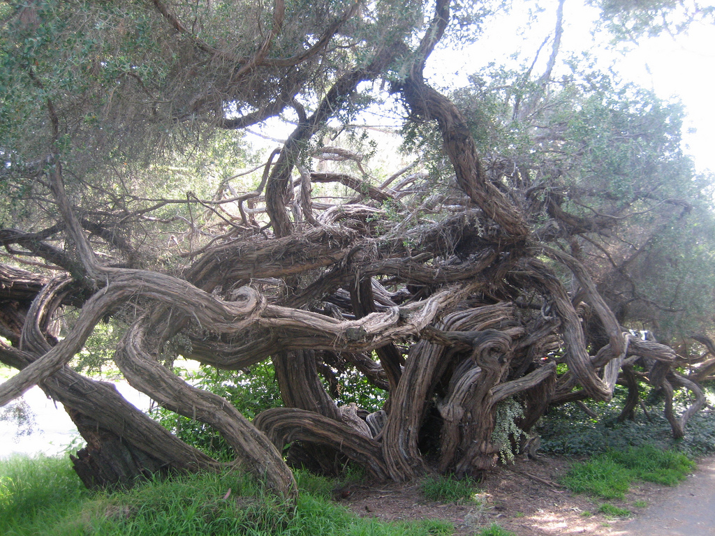 Twisted Trees by eekim twisted trees fotografia