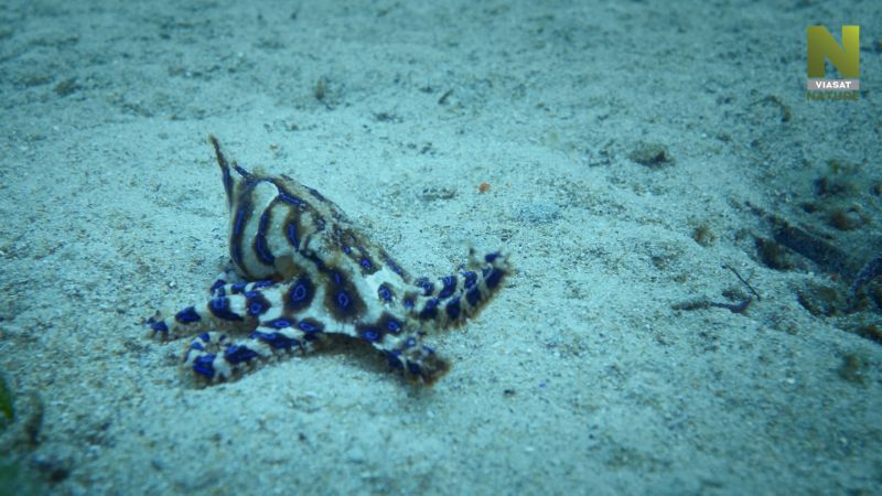 Blue Lined Octopus