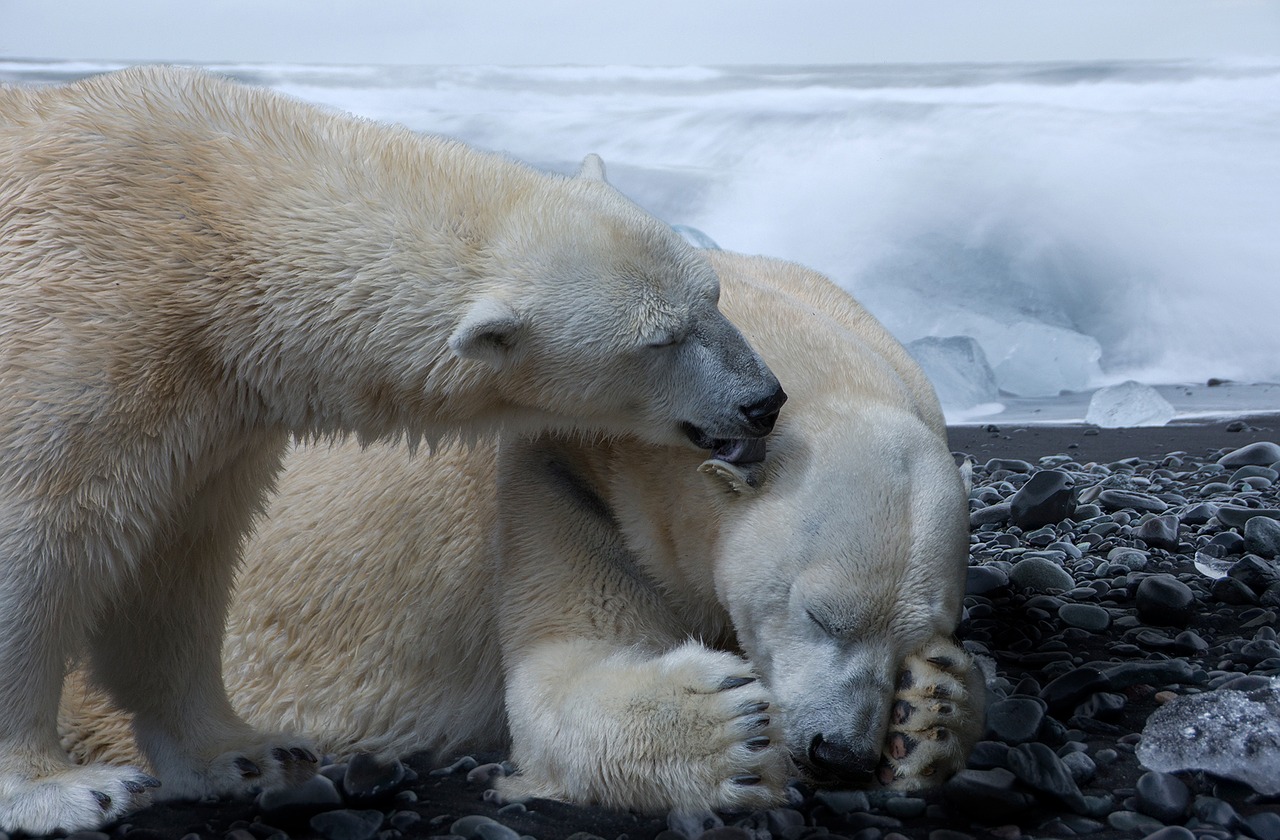 ice bear fotografia