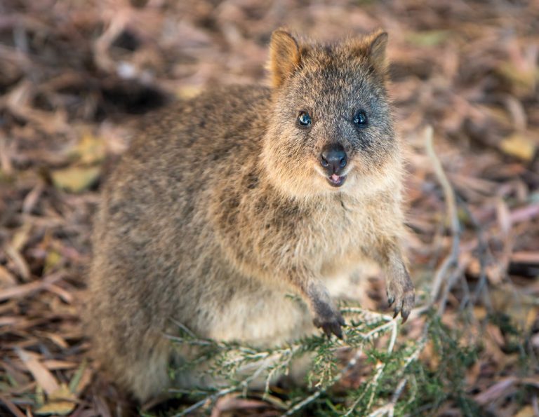 Najšťastnejšie zvieratko na zemi – quokka – sa stalo novou turistickou atrakciou Austrálie