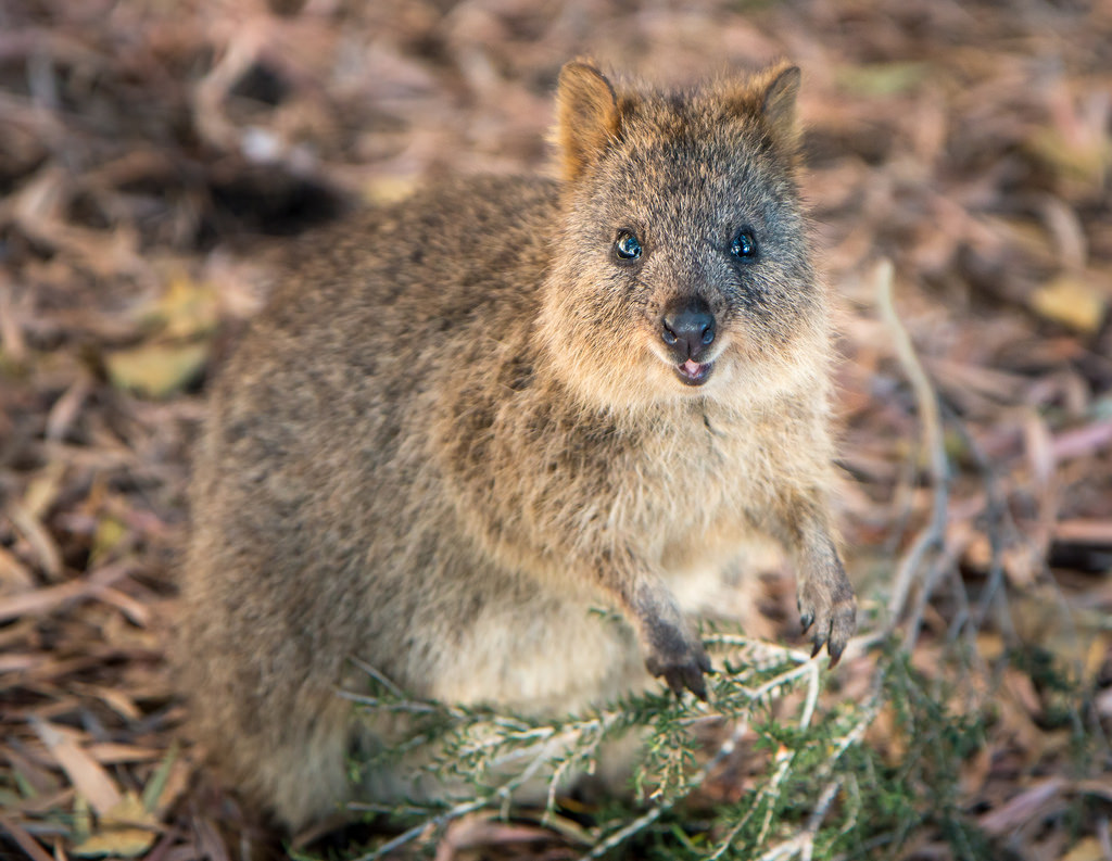 Quokka by Mr Moss quokka fotografia