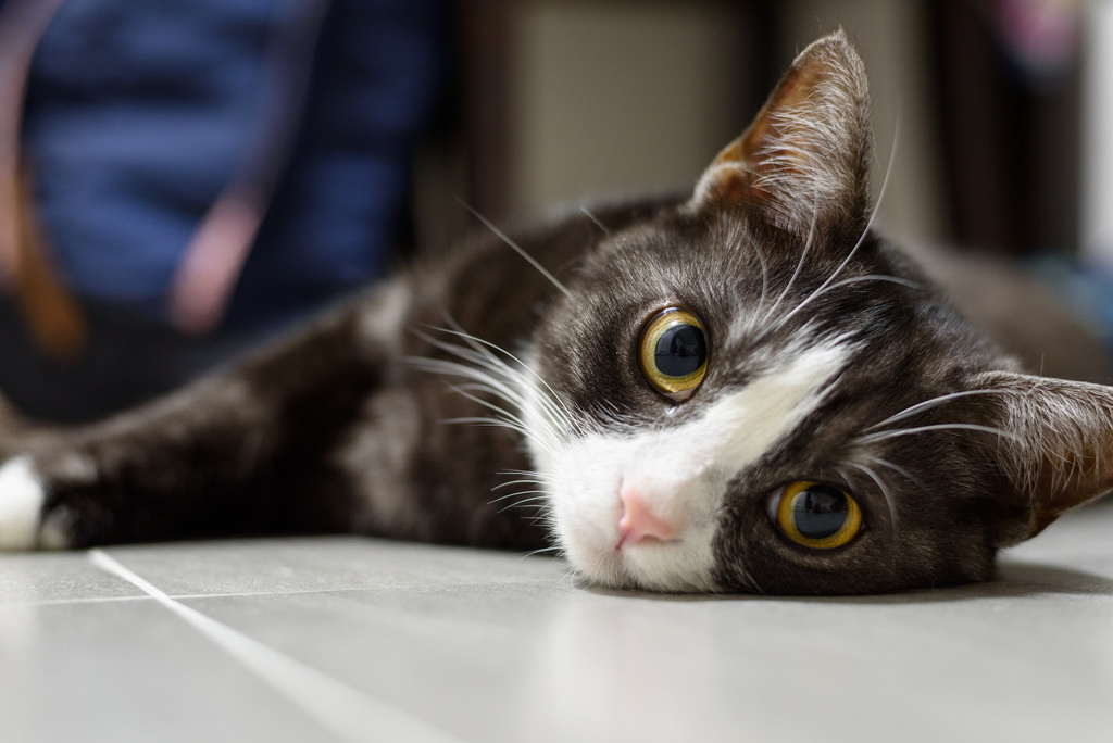 cat by Fung0131 cat fotografia