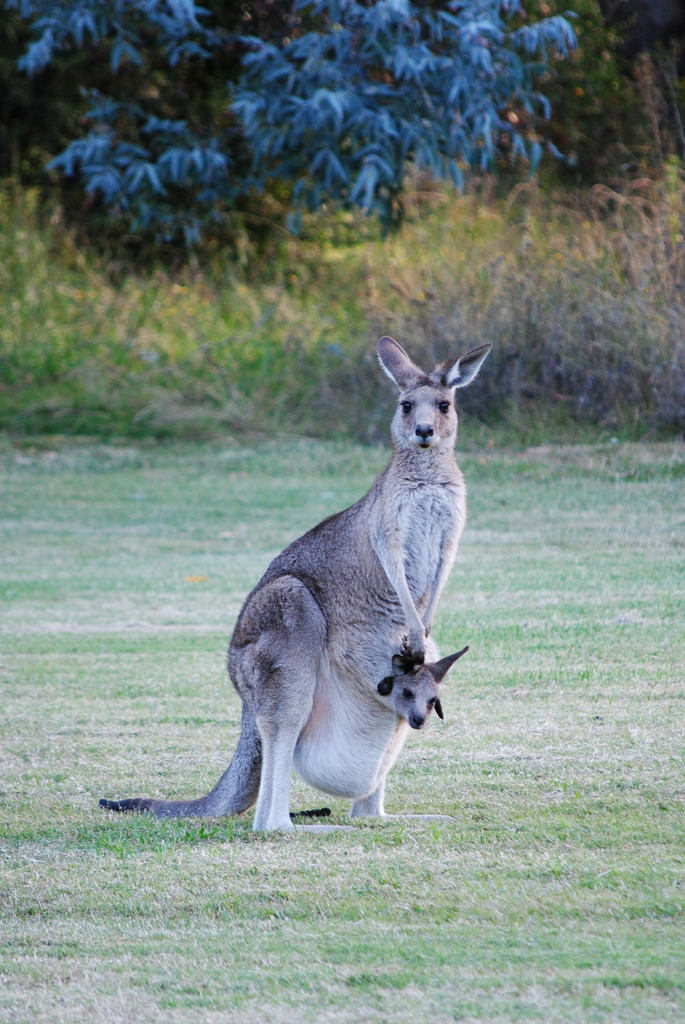 australia kangaroo fotografia