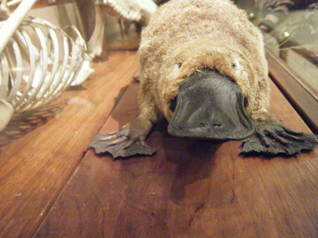 Platypus by daniel.baker platypus fotografia