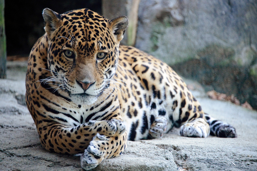 Jaguar by Eric Kilby jaguar fotografia