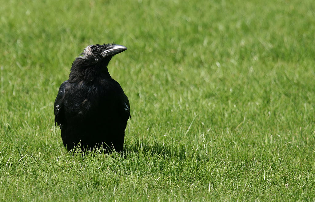 crows fotografia