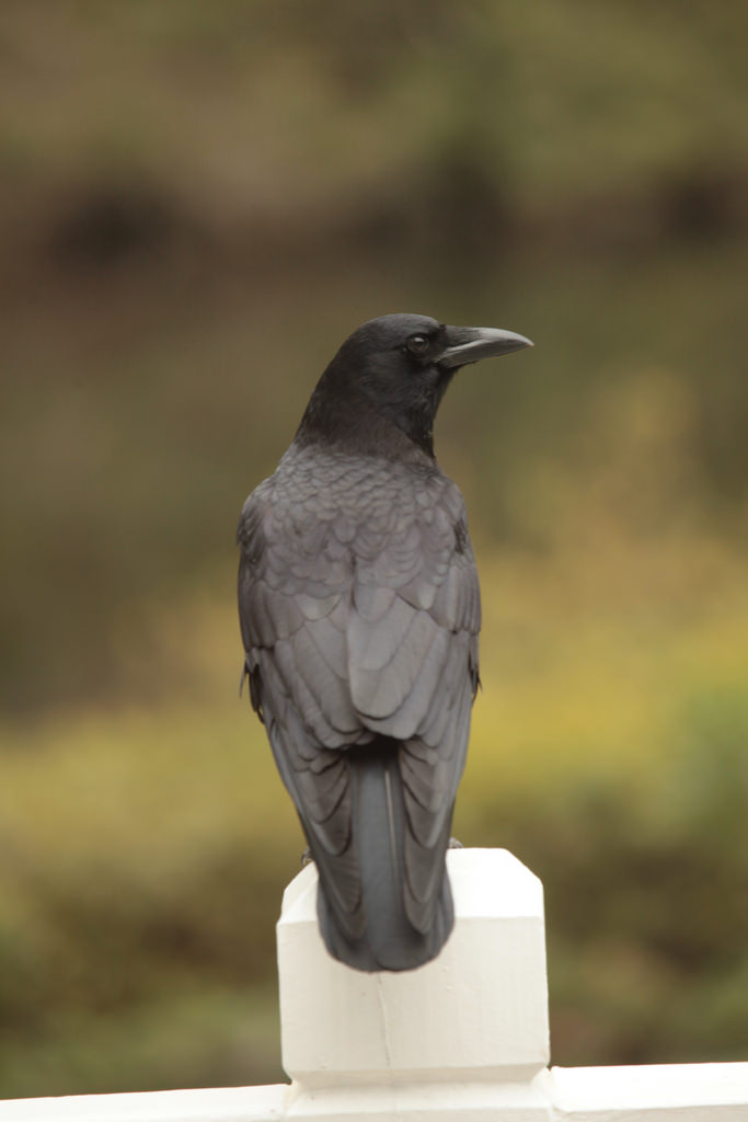 crows fotografia