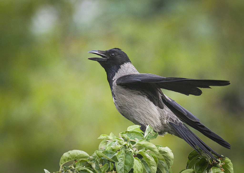 crows fotografia
