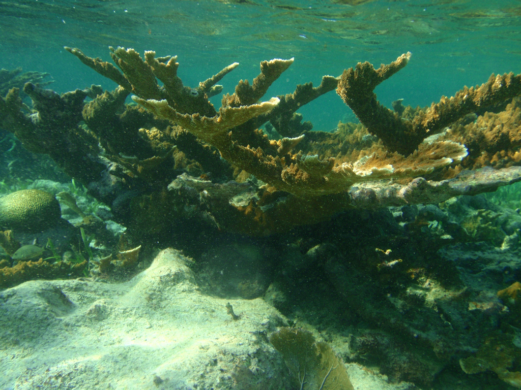 belise coral reef fotografia