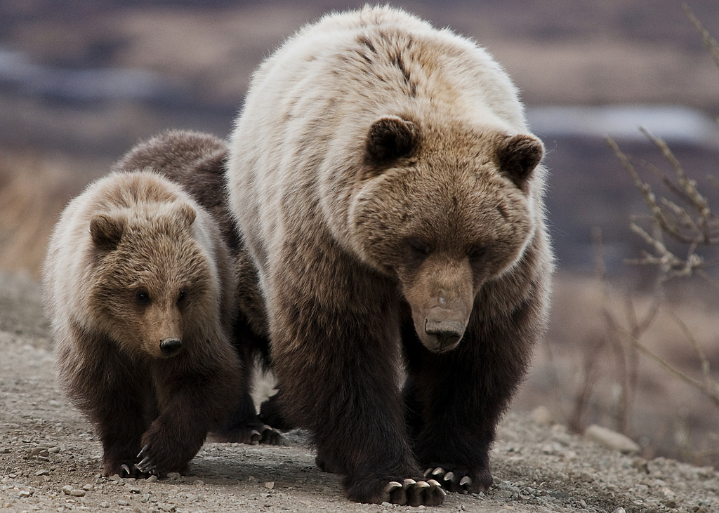 grizzly bear fotografia