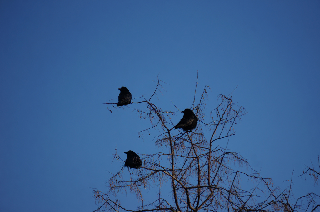 crows fotografia