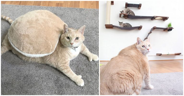 Tento 15-kilový, tak trochu nezvyčajný kocúr, vás dostane