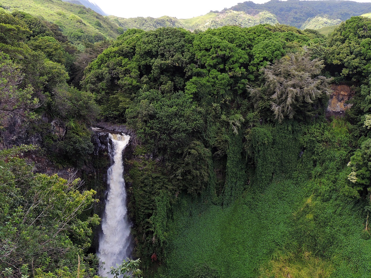 Photo by kuszapro tropical rainforest fotografia