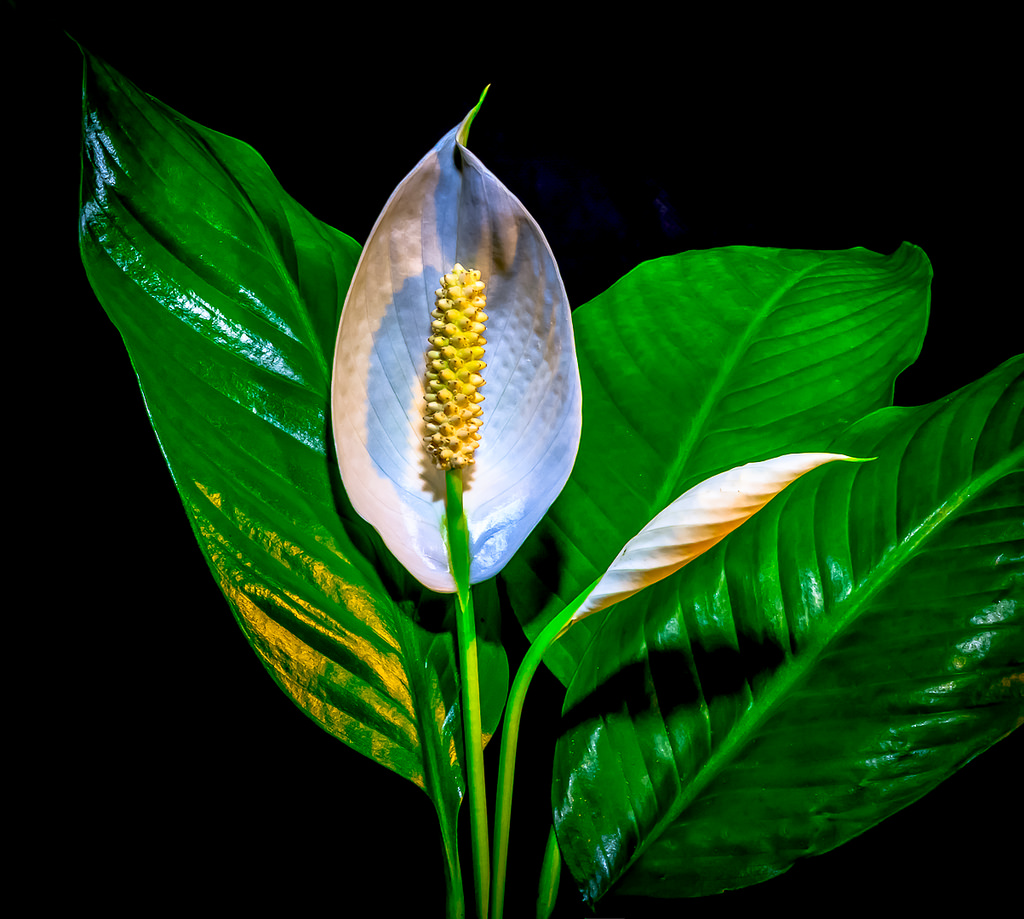 peace lily fotografia