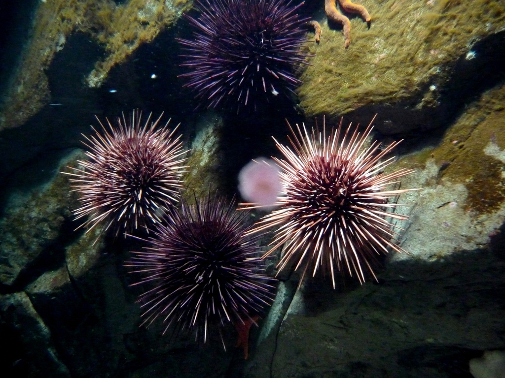 Sidney, BC by Herb@Victoria Sea Urchins fotografia