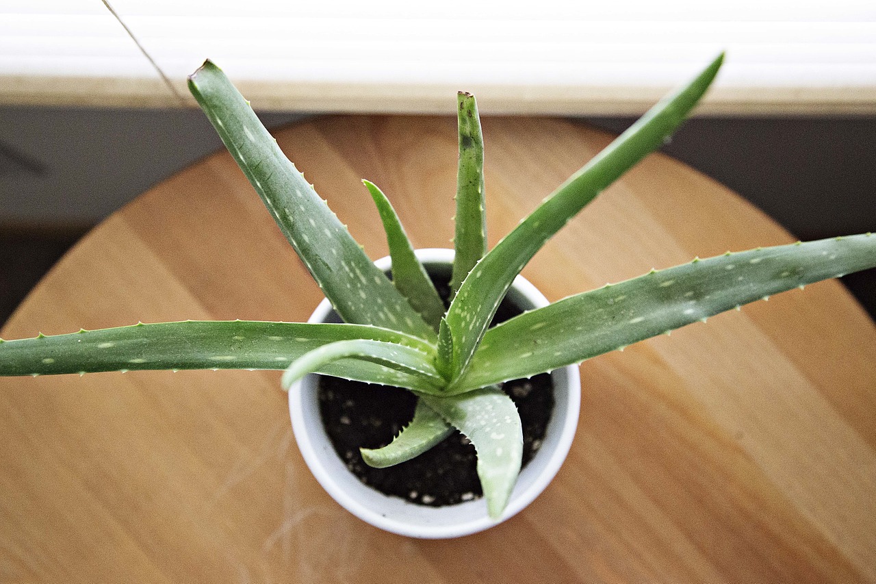 aloe vera fotografia