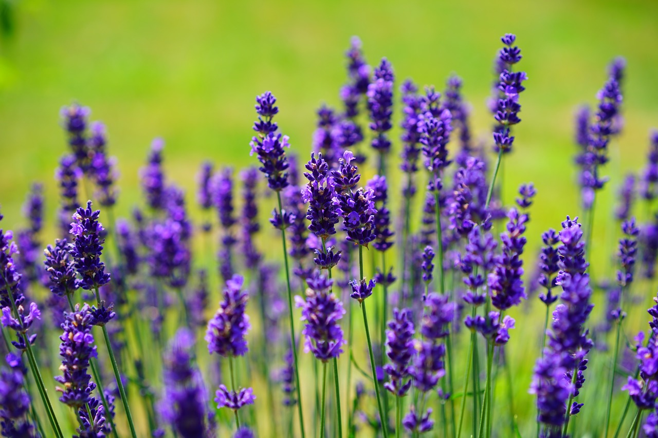 lavender fotografia