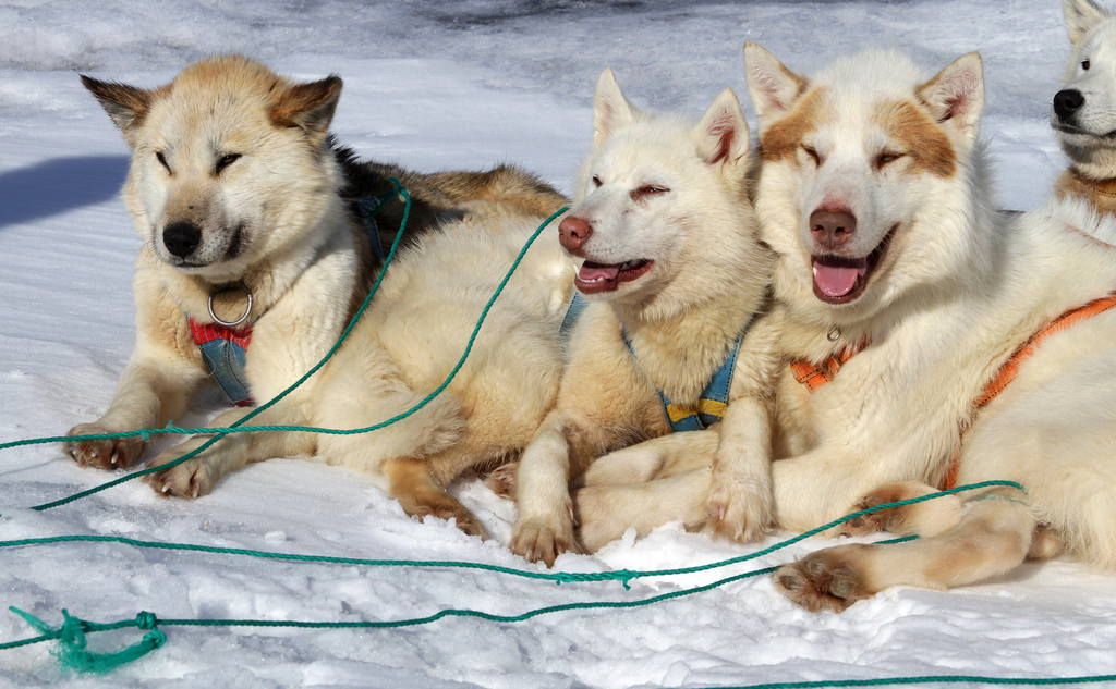 greenland animal fotografia