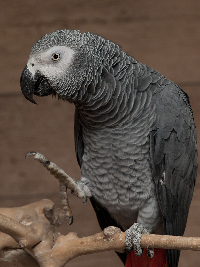 African grey parrot by Papooga african parrots fotografia