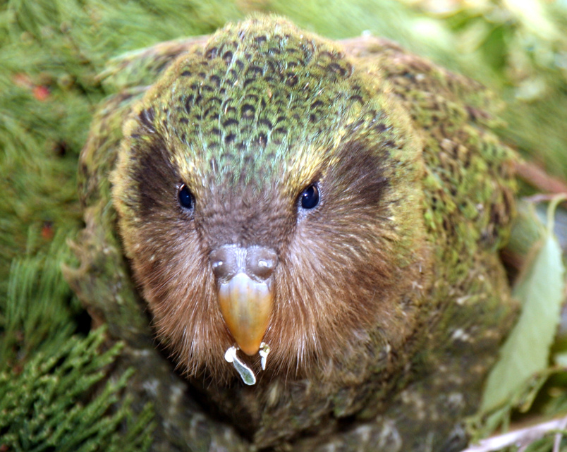 Close up of kakapo chick by Department of Conservation kakapo fotografia