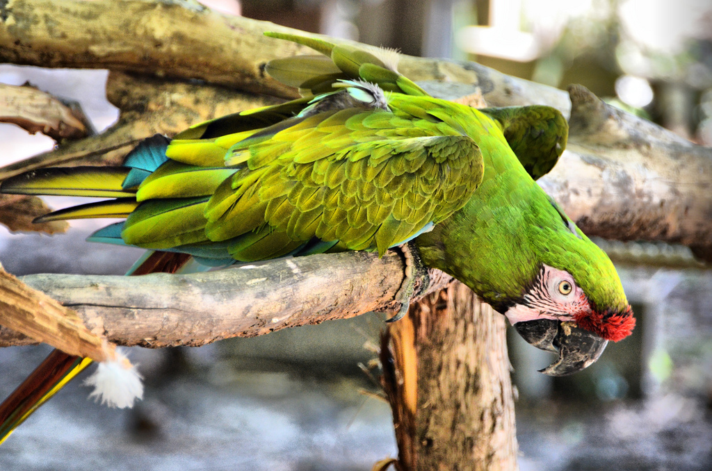 Parrot by Karsun Designs Photography parrots fotografia