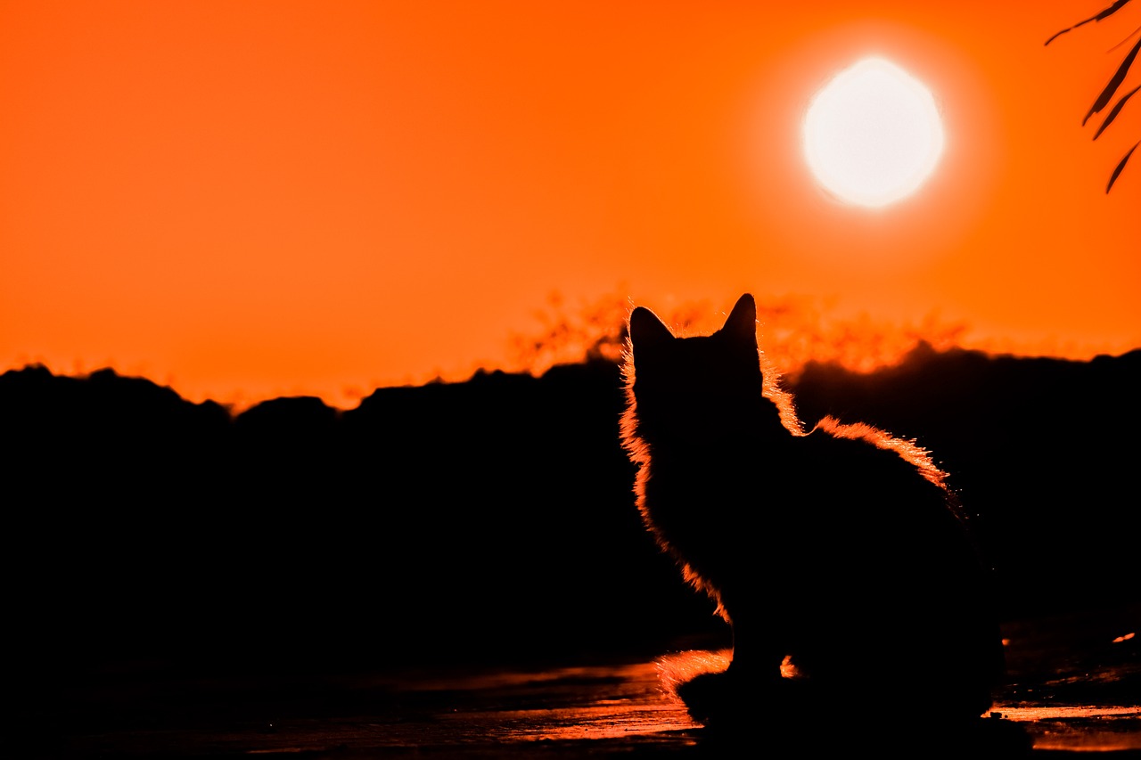 Photo by dimitrisvetsikas1969 cat and drug fotografia